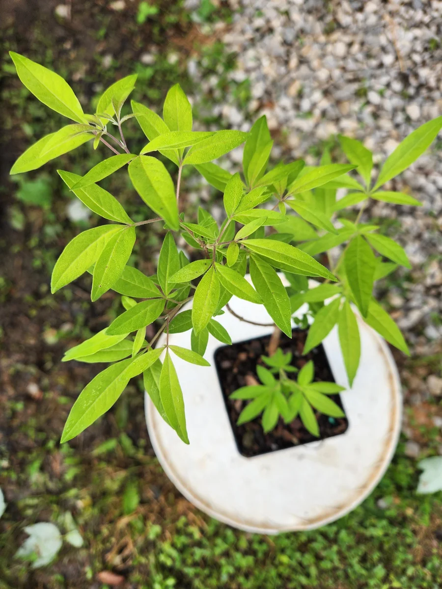 Vitex Chaste Tree Live Plant – 2 Pack – 4 inch Container – Outdoor Shrub - Image 5