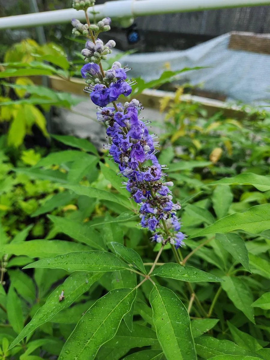 Vitex Chaste Tree Live Plant – 2 Pack – 4 inch Container – Outdoor Shrub - Image 6