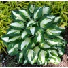 Vulcan Hosta Bareroot Plant - Variegated Foliage, Shade Lover, Zones 3-9 - Image 1
