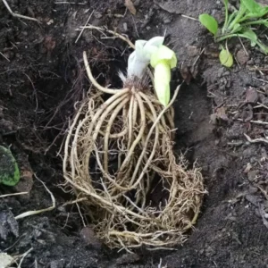 Vulcan Hosta Bareroot Plant - Variegated Foliage, Shade Lover, Zones 3-9 - Image 2