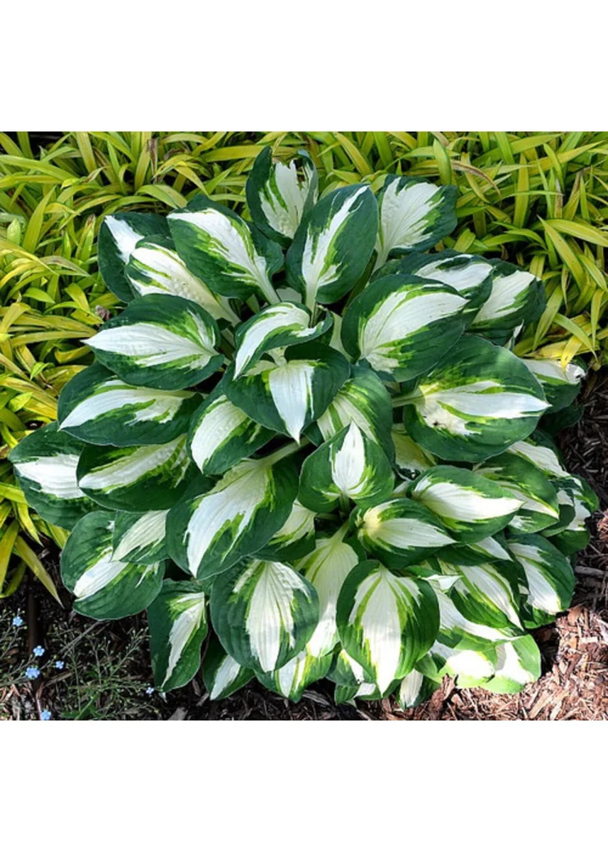Vulcan Hosta Bareroot Plant - Variegated Foliage, Shade Lover, Zones 3-9 - Image 1