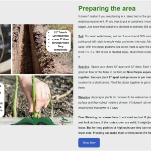 Walker Deluxe F1 Asparagus Crowns - 25 Live Plants, 2-Year Old, Non-GMO for Fall Planting - Image 2