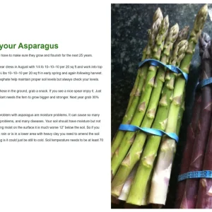 Walker Deluxe F1 Asparagus Crowns - 25 Live Plants, 2-Year Old, Non-GMO for Fall Planting - Image 3