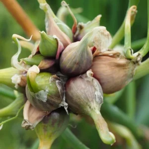 Walking Onion Live Plant – Egyptian Onion – Perennial – 4 Inch Pot - Image 1