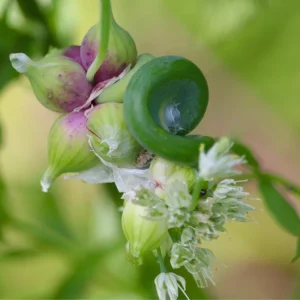 Walking Onion Live Plant – Egyptian Onion – Perennial – 4 Inch Pot - Image 2