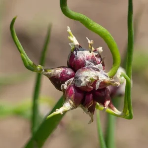 Walking Onion Live Plant – Egyptian Onion – Perennial – 4 Inch Pot - Image 3