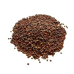 Waltham 29 Organic Broccoli Seeds - Heirloom, Cold Hardy, Spring & Fall - Image 2