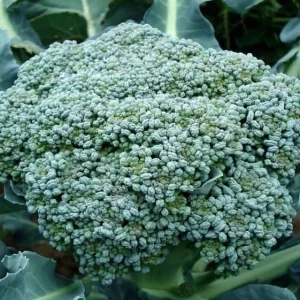Waltham 29 Organic Broccoli Seeds - Heirloom, Cold Hardy, Spring & Fall - Image 1