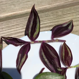 Wandering Jew Cuttings - 2 Live Indoor Plant Varieties - Purple & Silver - Image 4