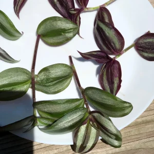 Wandering Jew Cuttings - 2 Live Indoor Plant Varieties - Purple & Silver - Image 5