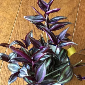 Wandering Jew Cuttings - Purple Pink Variegated Foliage - Easy Care Houseplant - 2 inch - Image 2