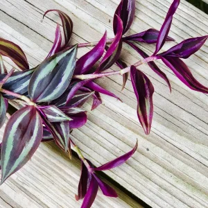 Wandering Jew Cuttings - Purple Pink Variegated Foliage - Easy Care Houseplant - 2 inch - Image 3