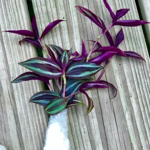 Wandering Jew Cuttings - Purple Pink Variegated Foliage - Easy Care Houseplant - 2 inch - Image 1