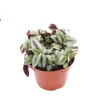 Wandering Jew Live Plant - 6 inch Potted Houseplant for Indoor Decor - Image 1