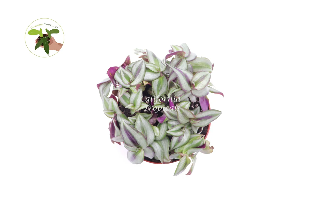 Wandering Jew Live Plant - 6 inch Potted Houseplant for Indoor Decor - Image 2