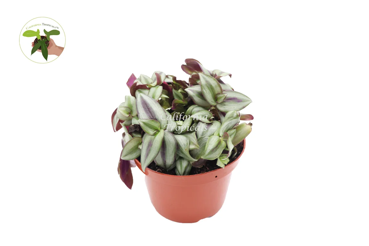 Wandering Jew Live Plant - 6 inch Potted Houseplant for Indoor Decor - Image 1