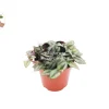 Wandering Jew Live Plant – Tradescantia – 4 inch Potted Houseplant - Image 1