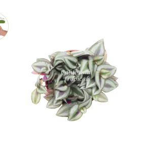 Wandering Jew Live Plant – Tradescantia – 4 inch Potted Houseplant - Image 2