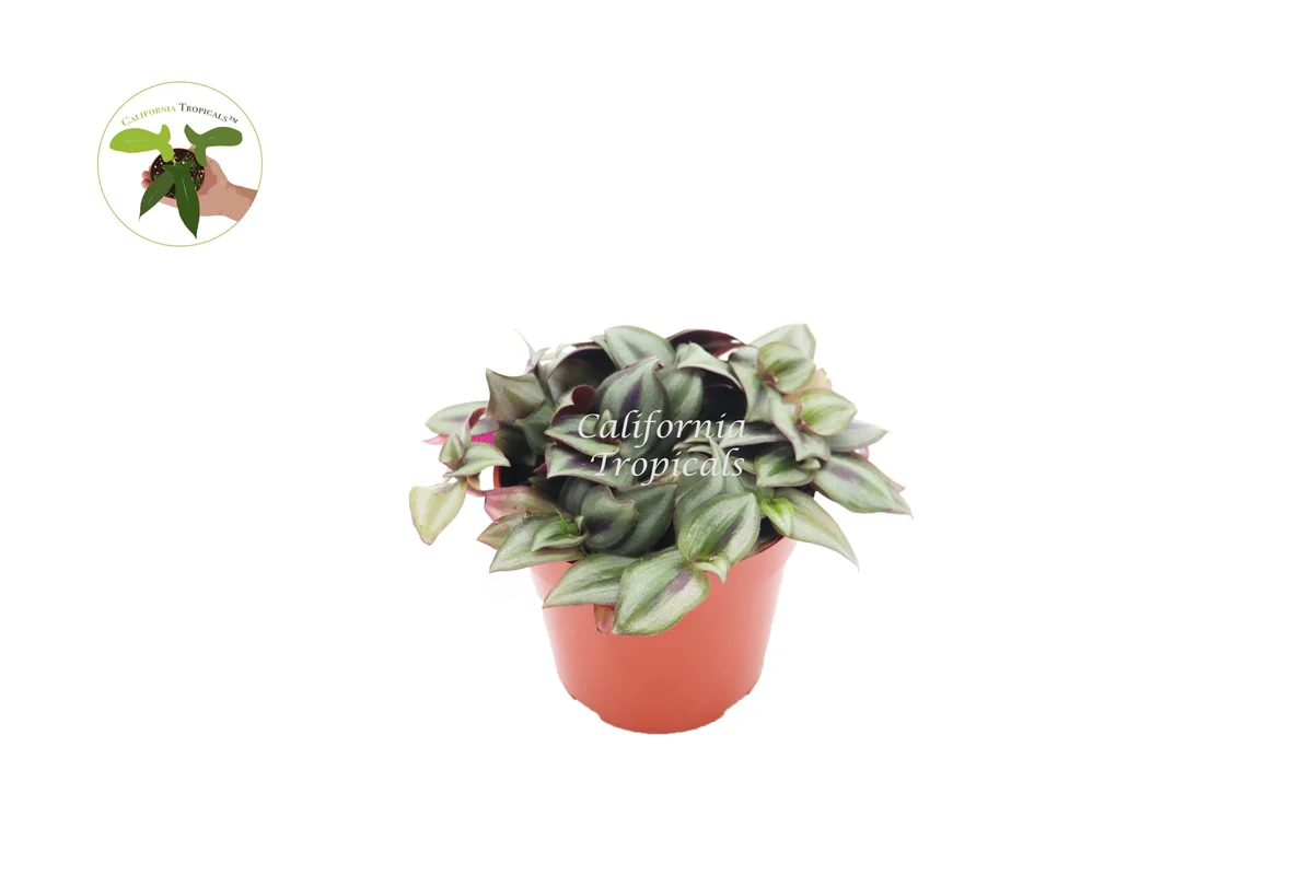 Wandering Jew Live Plant – Tradescantia – 4 inch Potted Houseplant - Image 1