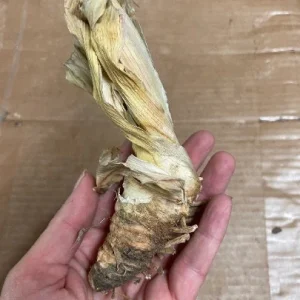 War Chief Reblooming Bearded Iris - Iris Germanica Bareroot Plant - Ruby Red, Zones 3-9 - Image 3