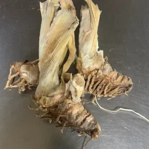 War Chief Reblooming Bearded Iris - Iris Germanica Bareroot Plant - Ruby Red, Zones 3-9 - Image 4