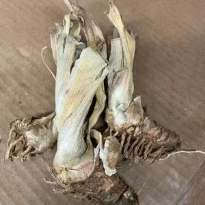 War Chief Reblooming Bearded Iris - Iris Germanica Bareroot Plant - Ruby Red, Zones 3-9 - Image 5