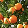 Washington Navel Orange Tree Live Plant - 1/2 Gallon Pot, Grafted - Image 1