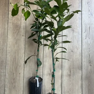 Washington Navel Orange Tree Live Plant - 1/2 Gallon Pot, Grafted - Image 6