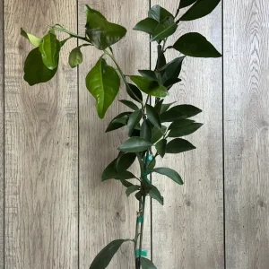 Washington Navel Orange Tree Live Plant - 1/2 Gallon Pot, Grafted - Image 8