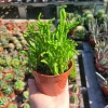 Watch Chain Succulent Crassula Muscosa Live Plant 2in & 4in Pots Indoor - Image 1