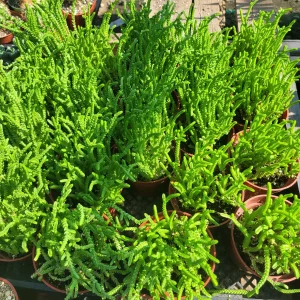 Watch Chain Succulent Crassula Muscosa Live Plant 2in & 4in Pots Indoor - Image 2