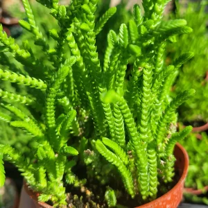 Watch Chain Succulent Crassula Muscosa Live Plant 2in & 4in Pots Indoor - Image 3