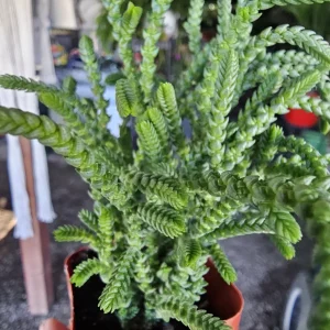 Watch Chain Succulent Crassula Muscosa Live Plant 2in & 4in Pots Indoor - Image 6