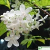 Water Jasmine Live Plant - Mai Chieu Thuy - 3 Gallon Pot, 1-2 Feet Tall - Image 1