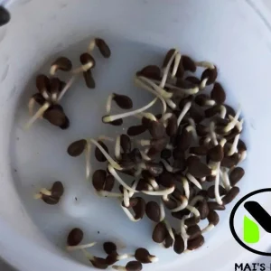 Water Mimosa Seeds - Neptunia oleracea Aquatic Sensitive Plant Seeds - Image 3