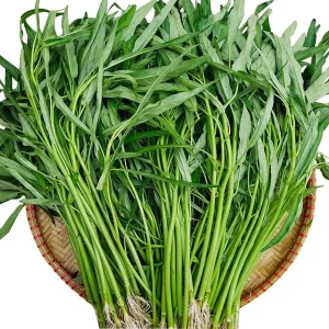 Water Spinach Seeds - Kangkong, Ong Choy, Rau Muống - Edible Vegetable Seeds - Image 1