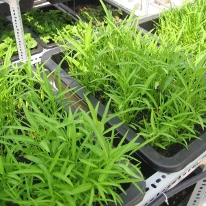 Water Spinach Seeds - Kangkong, Ong Choy, Rau Muống - Edible Vegetable Seeds - Image 4