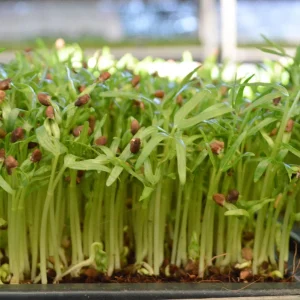 Water Spinach Seeds - Kangkong, Ong Choy, Rau Muống - Edible Vegetable Seeds - Image 5