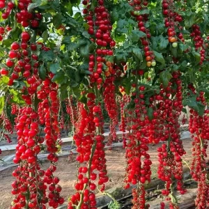 Waterfall Cherry Tomato Seeds - 150+ Ultra Sweet Non-GMO Seeds for Outdoor Gardens - Image 2