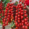Waterfall Cherry Tomato Seeds - 150+ Ultra Sweet Non-GMO Seeds for Outdoor Gardens - Image 1