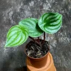 Watermelon Peperomia Live Plant - 2 inch Nursery Pot - Indoor Houseplant - Image 1