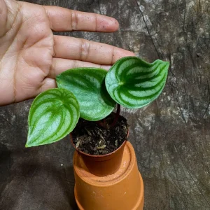 Watermelon Peperomia Live Plant - 2 inch Nursery Pot - Indoor Houseplant - Image 3