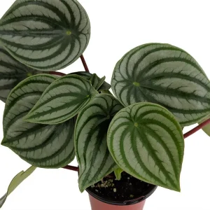 Watermelon Peperomia Live Plant – 2 inch Pot – Potted Houseplant - Image 2