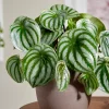 Watermelon Peperomia Live Plant – 4 inch Grow Pot – Indoor Succulent Houseplant - Image 1