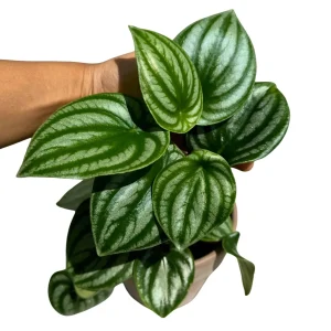 Watermelon Peperomia Live Plant – 4 inch Grow Pot – Indoor Succulent Houseplant - Image 2