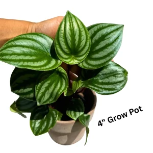 Watermelon Peperomia Live Plant – 4 inch Grow Pot – Indoor Succulent Houseplant - Image 4