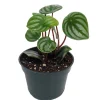 Watermelon Peperomia Live Plant - 4 inch Pot - Indoor Houseplant - Image 1