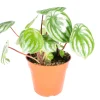 Watermelon Peperomia Live Plant - 4 inch Potted Houseplant - Indoor - Image 1