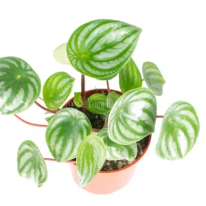 Watermelon Peperomia Live Plant - 4 inch Potted Houseplant - Indoor - Image 2