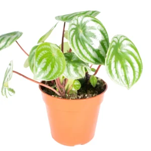 Watermelon Peperomia Live Plant - 4 inch Potted Houseplant - Indoor - Image 1